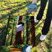 World Series of Cornhole Lightweight Cornhole Set - Redwood National Park Daytime Boards with Red and Royal Blue Bags