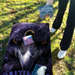 World Series of Cornhole Lightweight Cornhole Set - Baltimore Ravens Boards with Yellow and Royal Purple Bags