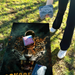 World Series of Cornhole Lightweight Cornhole Set - Jacksonville Jaguars Boards with Turquoise and Yellow Bags
