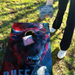 World Series of Cornhole Lightweight Cornhole Set - Buffalo Bills Boards with Royal Blue and Red Bags