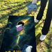 World Series of Cornhole Lightweight Cornhole Set - Los Angeles Chargers Boards with Yellow and Turquoise Bags