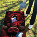 World Series of Cornhole Lightweight Cornhole Set - Arkansas Razorbacks Boards with Red and White Bags