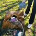 World Series of Cornhole Lightweight Cornhole Set - Withering Wilds Largemouth Bass Boards with Red and Royal Blue Bags